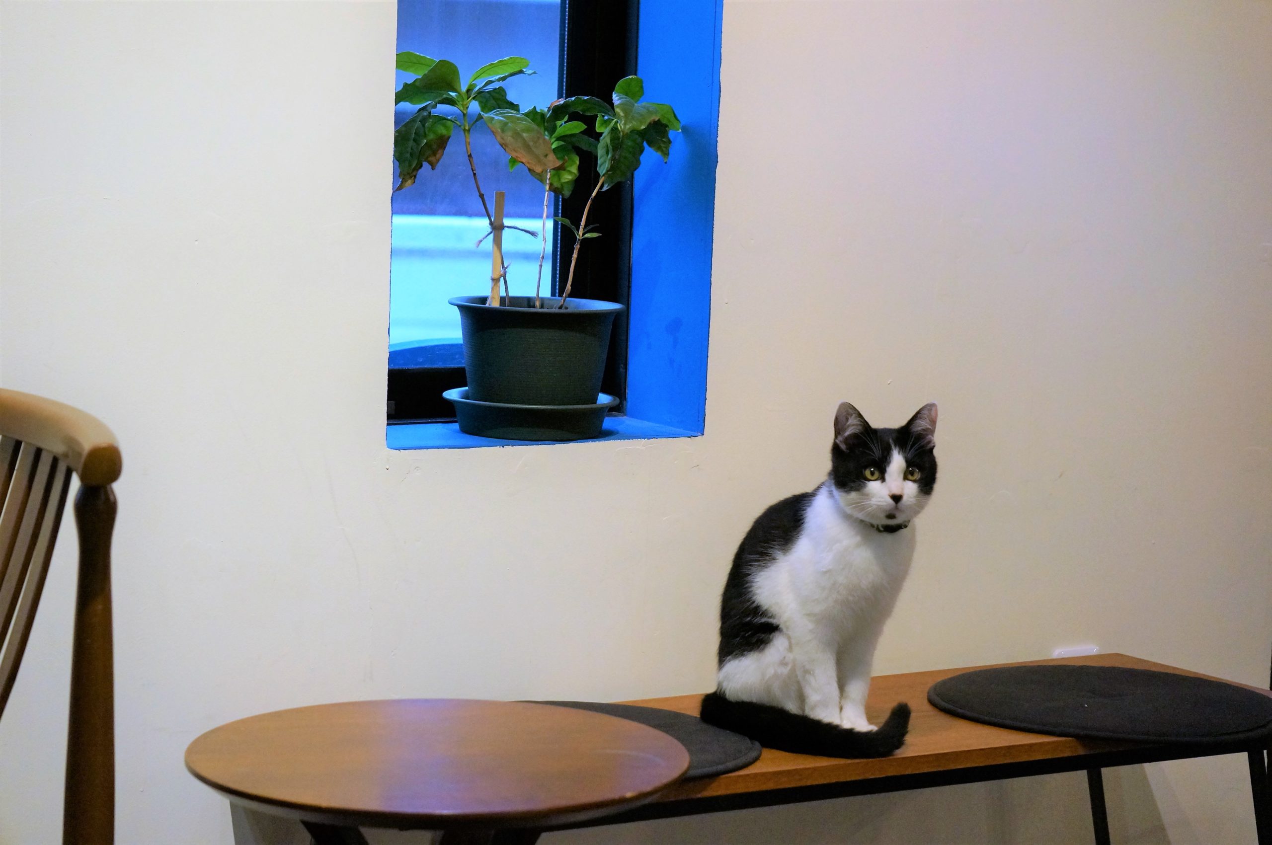 猫のいるブックカフェ
